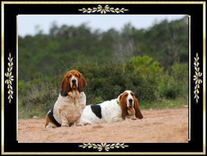 Basset-hound