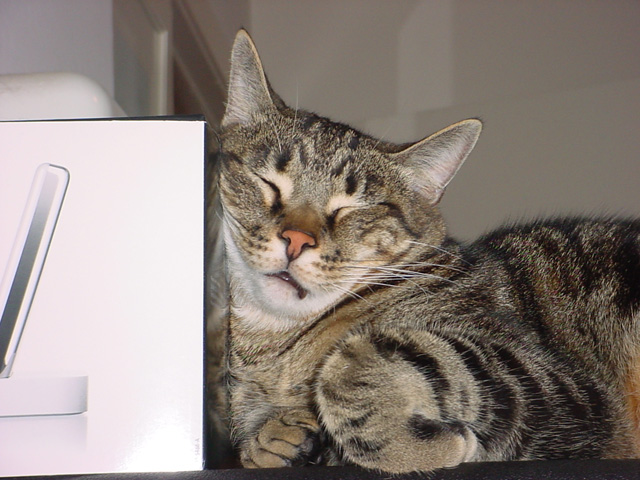 20 fotos engraçadas cute de gatos dormindo
