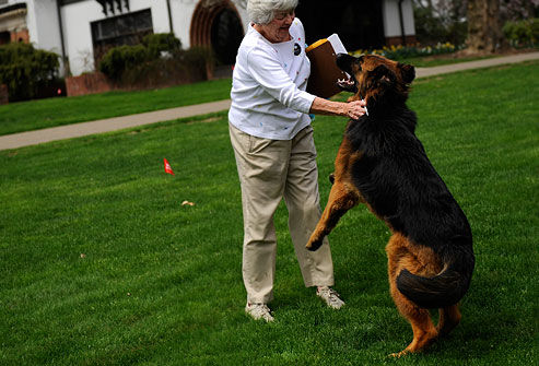 Can Dogs Have A Heart Attack From Fear Can Dogs Have A Heart Attack From Fear
