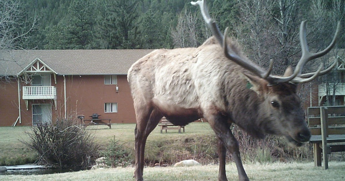The Natural World: Elk in Estes Park: Up Close and Personal With Primos!