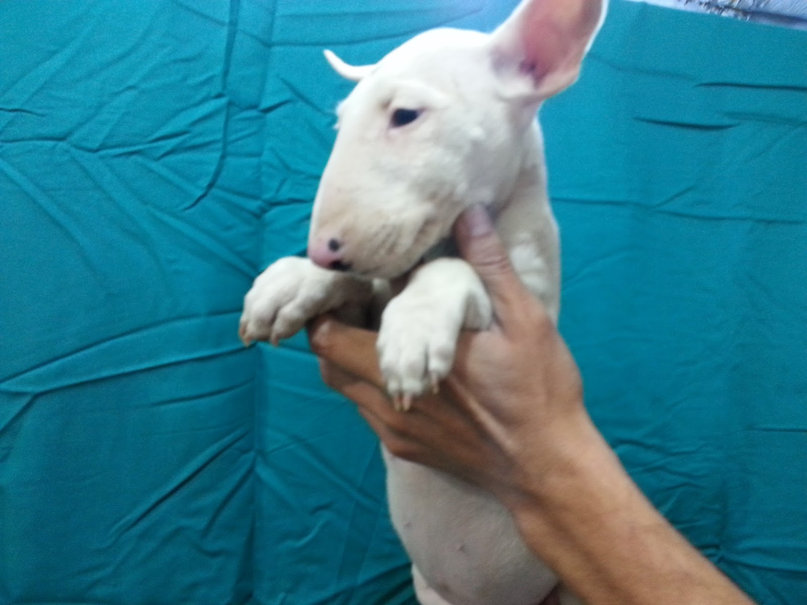 Bull Terrier Satilik Bebeklerimiz 0532 174 8757 Scoobypetlife Scooby Dubi Doo