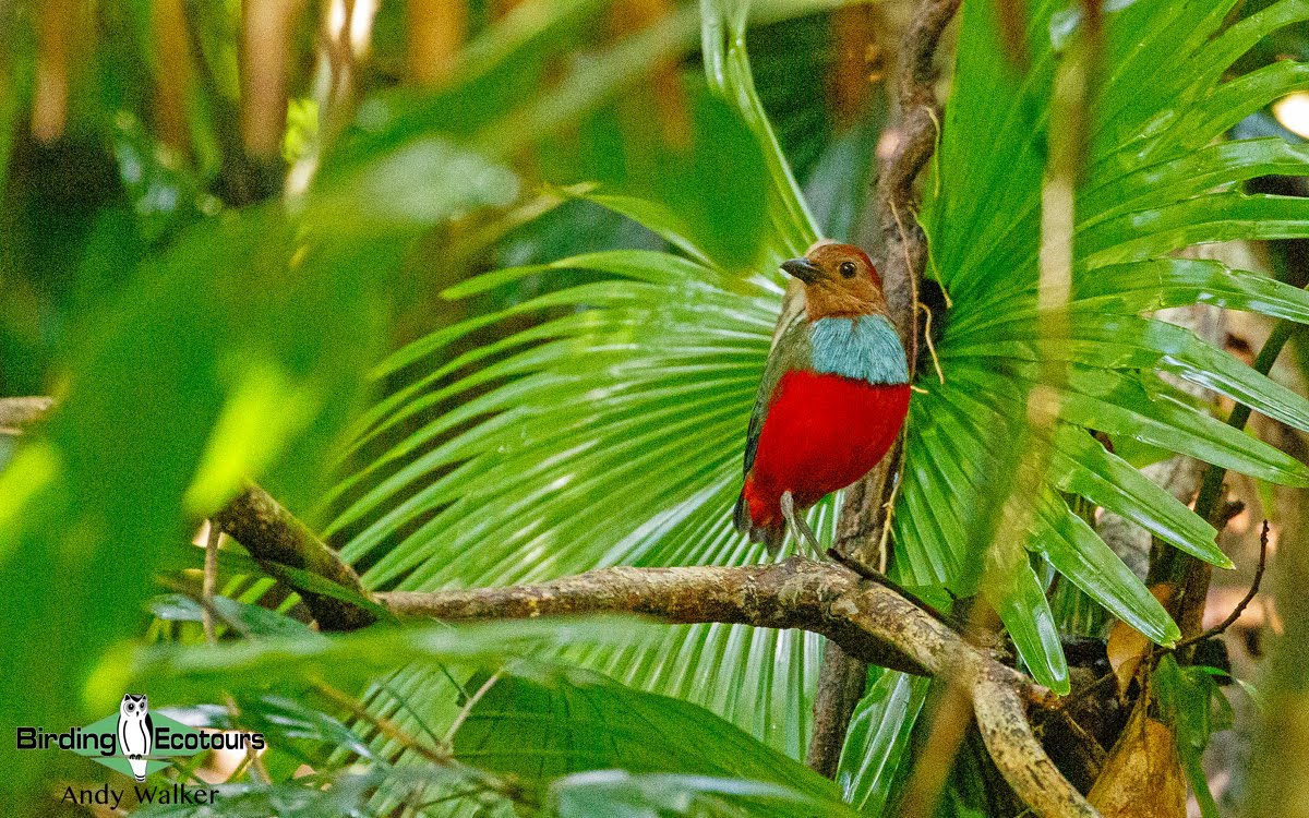 North Moluccan Pitta