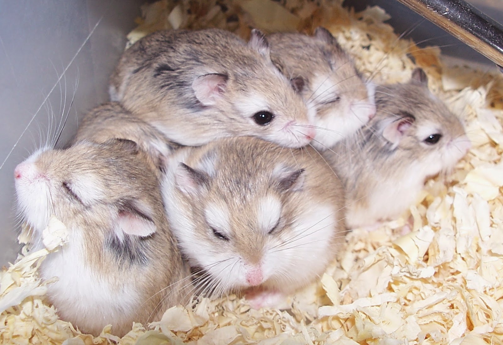 Rodent Pets | Types Small Exotic pets | Rodent Definition: Exotic Pets