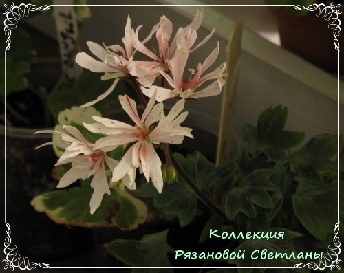 Томат фаворита сорт Томат фаворита сорт