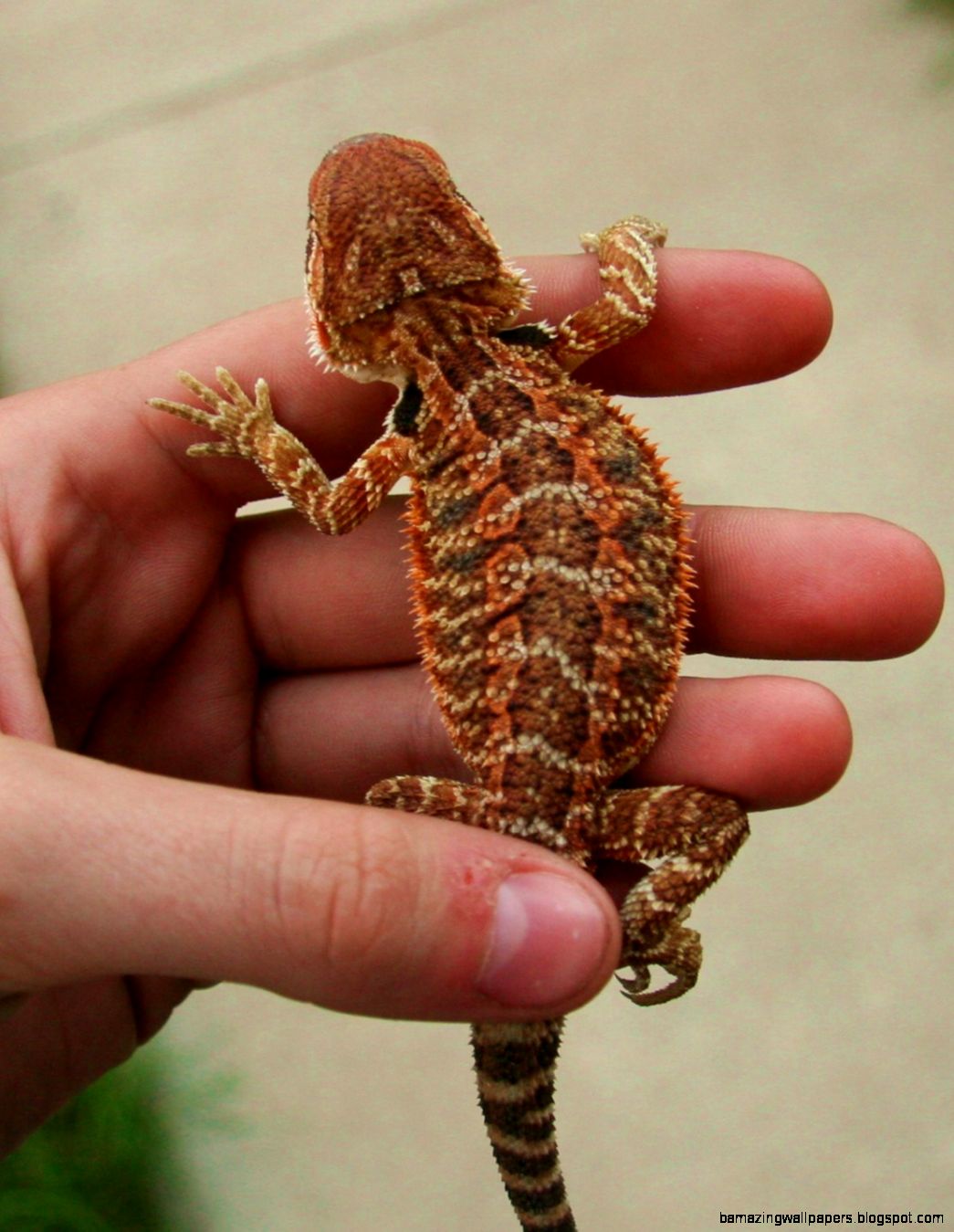 American Reptiles Amphibians for Sale Adoption Buy Sell American Reptiles Amphibians for Sale Adoption Buy Sell