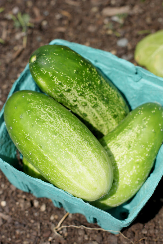 Dolce Fooda Urban Gardening in Baltimore, part 3 (Cucumber)