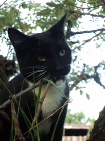 Toño...mi otro gato