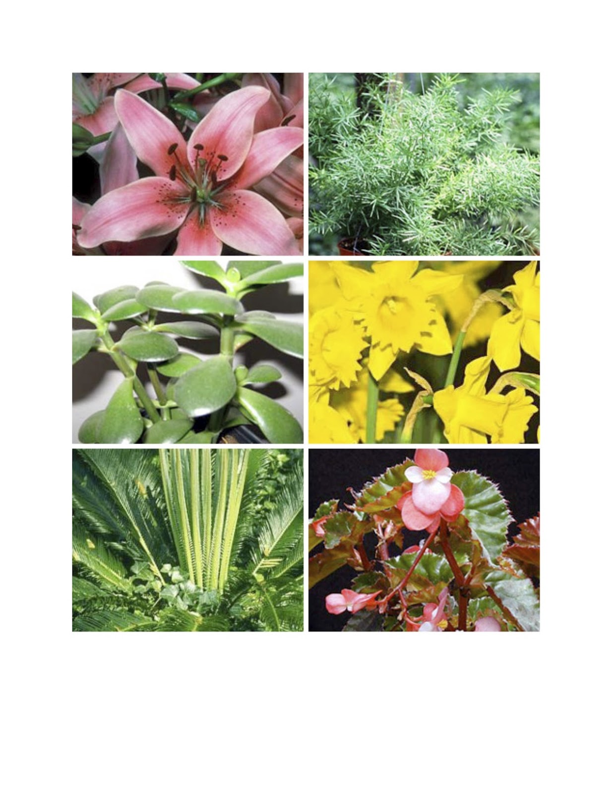 common house plants poisonous to pets common house plants that are toxic to pets my garden and home common house plants poisonous to pets common house plants that are toxic to pets my garden and home