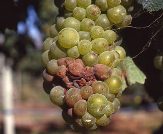 If the genes which control the development of the main cluster stem (rachis) could be identified, it would be possible to make less rot-prone versions of great varieties and thus reduce the amount of waste caused by Botrytis.