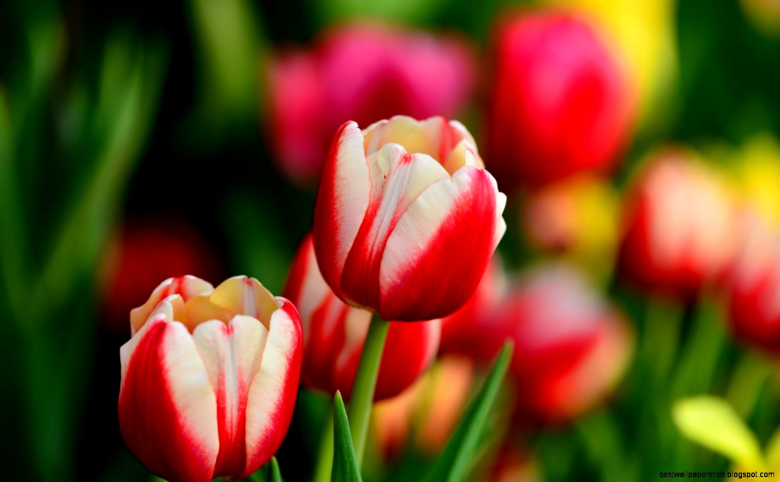 Tulips Red and White Leaves Flowers Spring 6980876 Tulips Red and White Leaves Flowers Spring 6980876