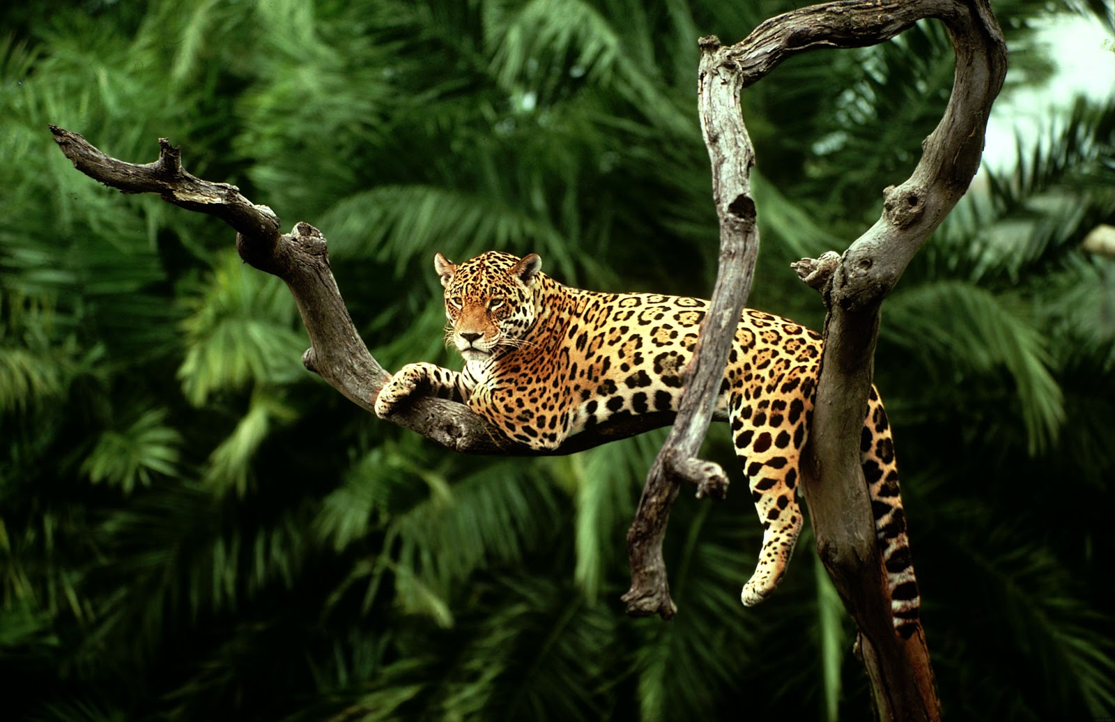 Jaguar Animal HD Wallpapers Jaguar Animal Pictures Jaguar Animal HD Wallpapers Jaguar Animal Pictures