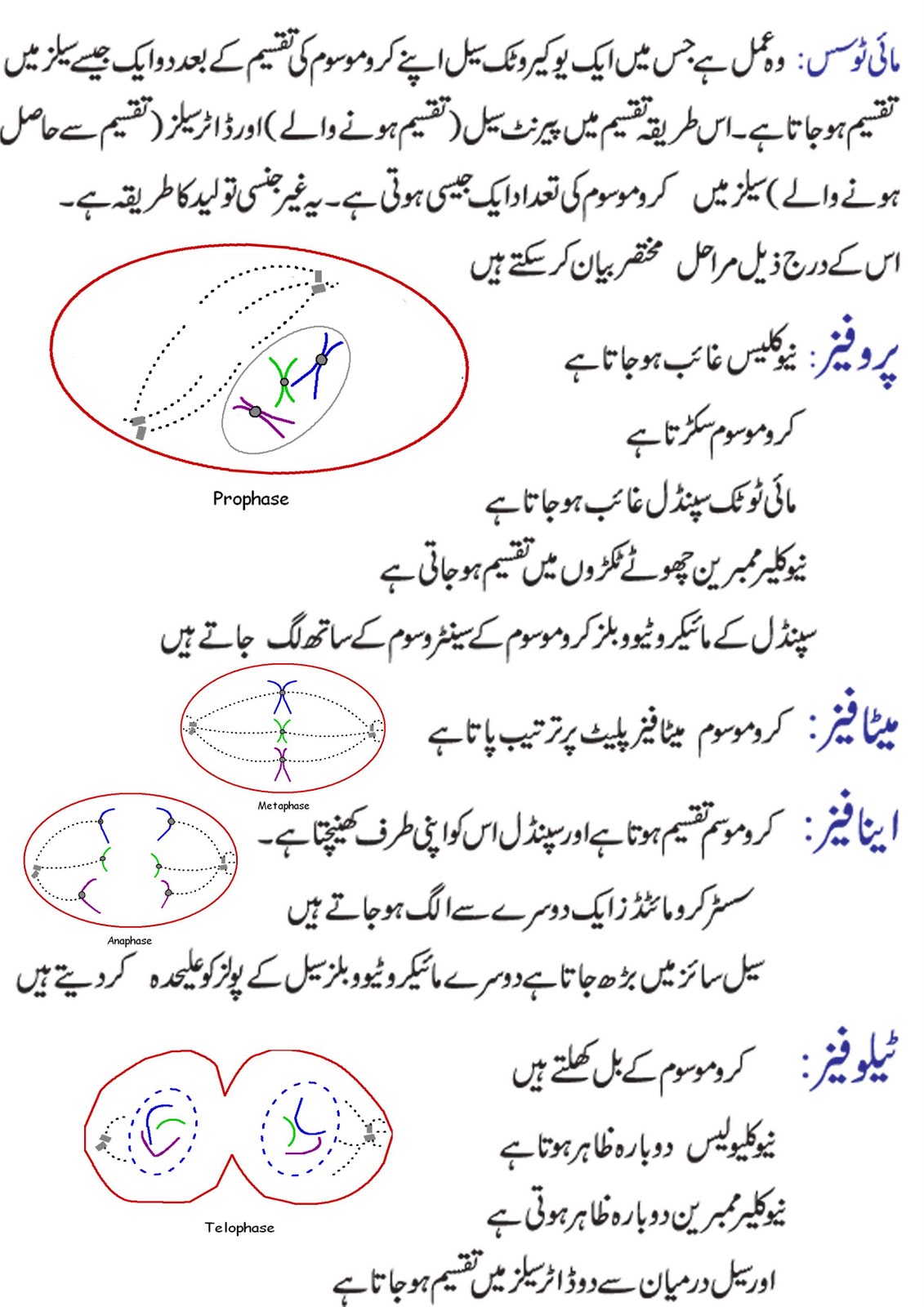 Significance of mitosis image