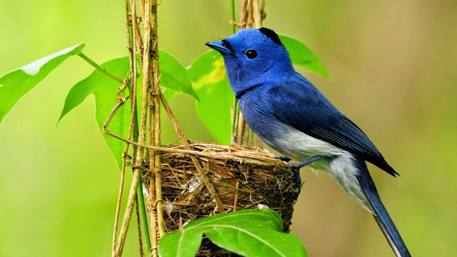600+ Wallpaper Bagus Burung HD Terbaru 600+ Wallpaper Bagus Burung HD Terbaru