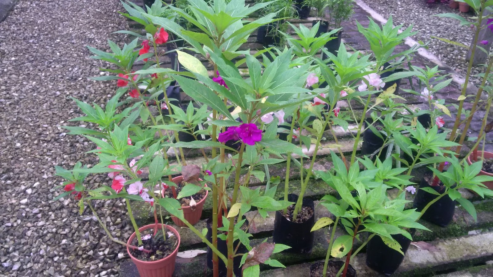 All about Malaysia Taman Herba Herbs Garden