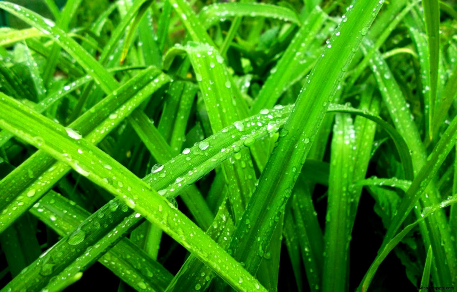 Spring Rain On Green Grass Image Spring Rain On Green Grass Image
