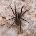 Interesting Fact About Wolf Spider