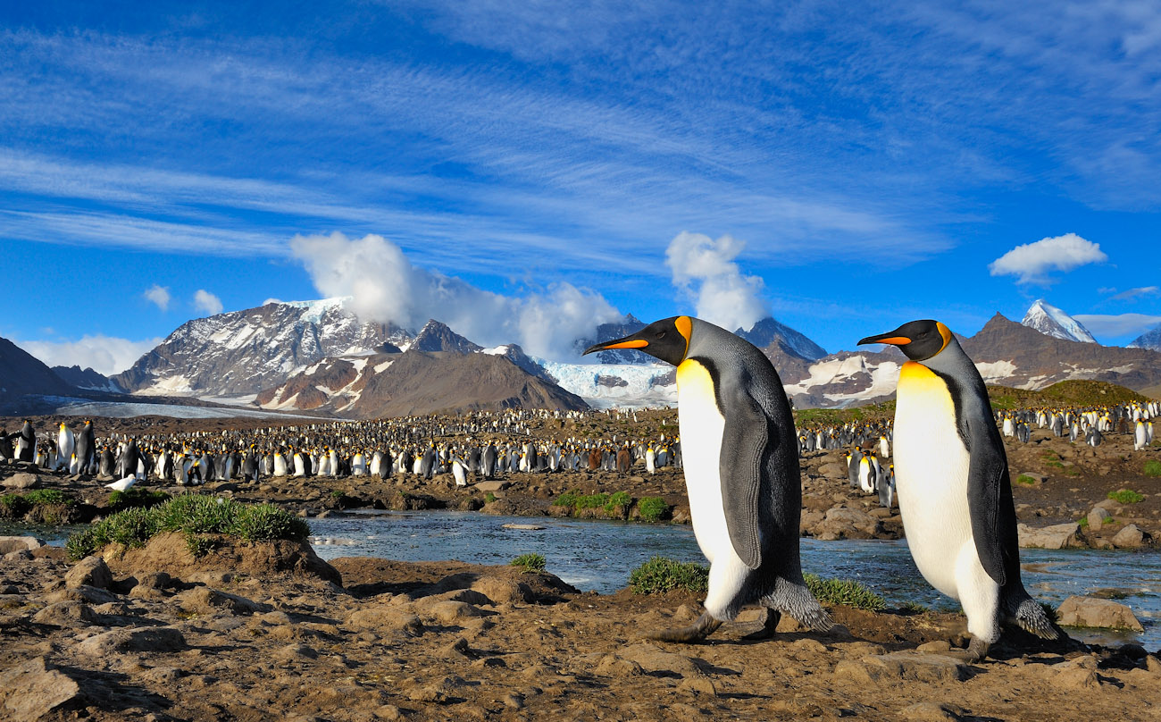 BANCO DE IMÁGENES GRATIS Hábitat natural de los pingüinos (8 fotos lindas)