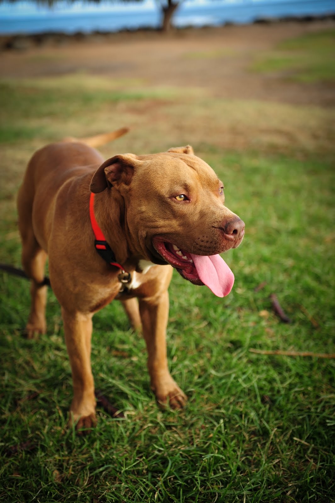 Ross Dance Photography Maui Pitbulls