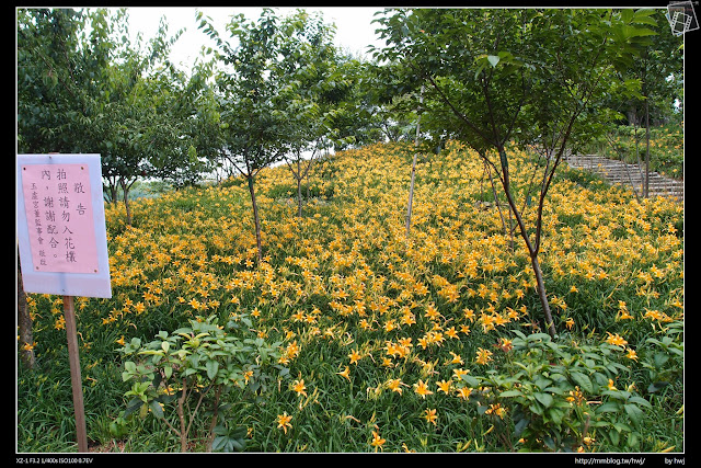 2015-05-09嘉義梅山鄉-橫山屏休閒園區-滿山遍野的金針花開