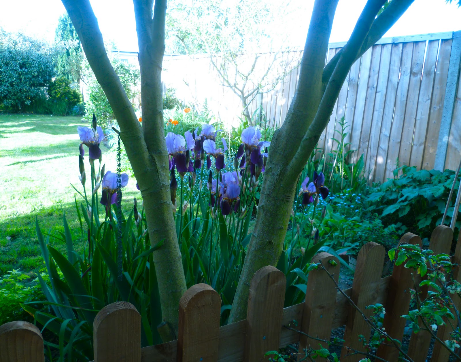 Wild Strawberry Facts And Health Benefits