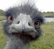 This is another ostrich