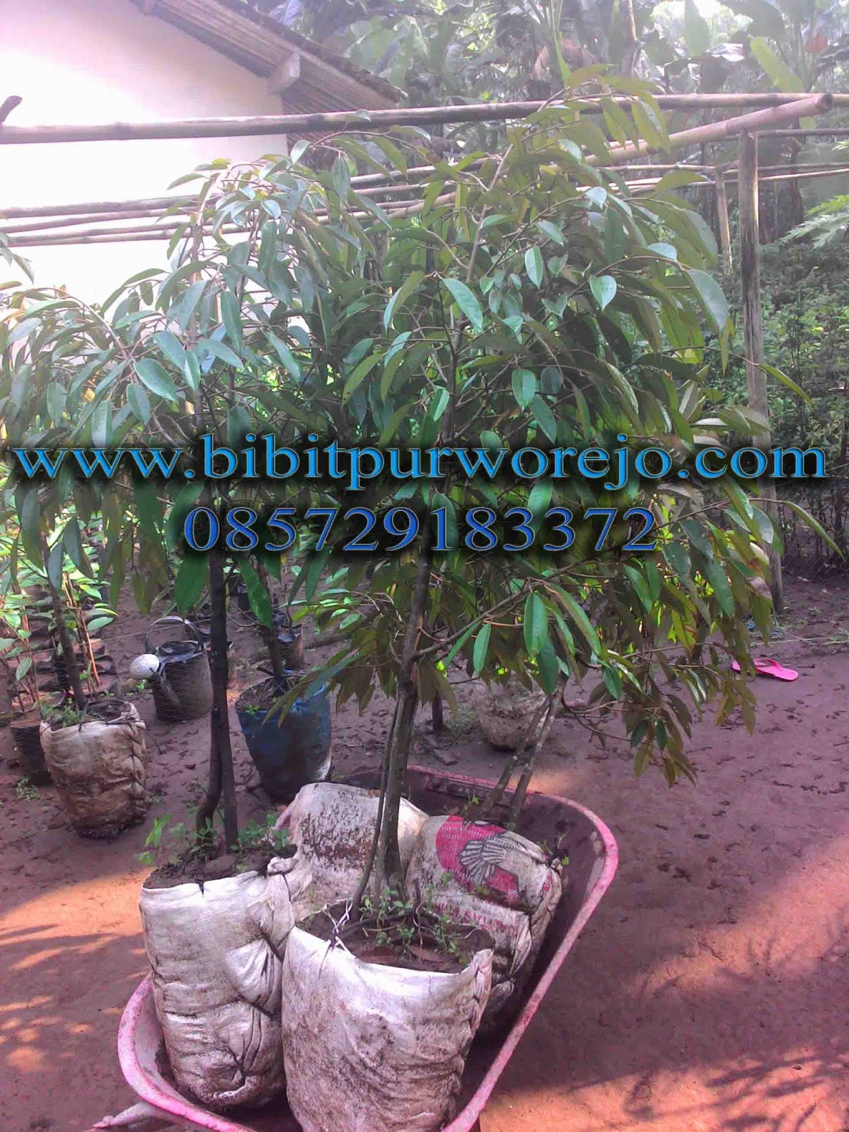 Bibit Durian Jual Bibit Tanaman bibit durian jual bibit tanaman