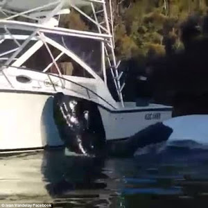 DESPERATE WHALE APPROACHES FISHERMEN FOR HELP to remove plastic bag caught in his mouth