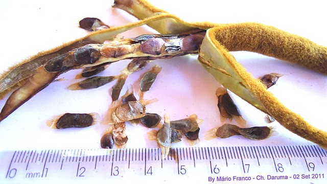 Detalhe das sementes