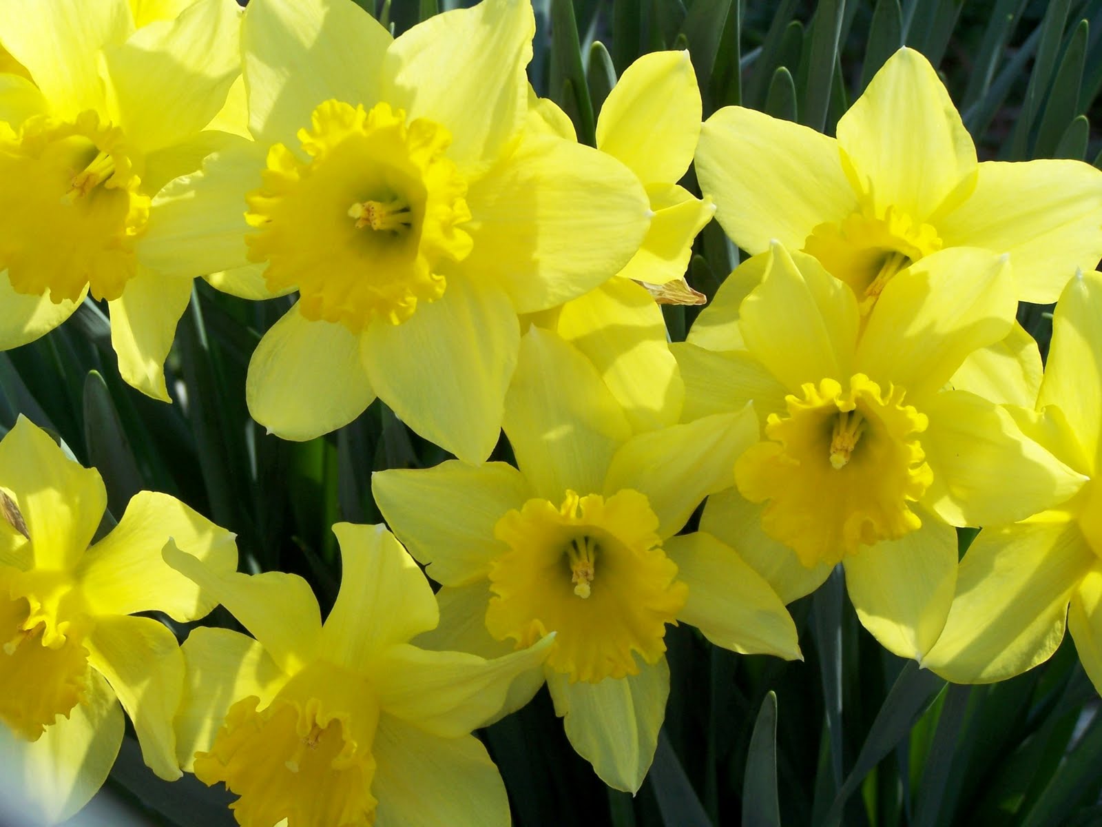 Traditions, Festivals & Celebrations around the UK St David's Day