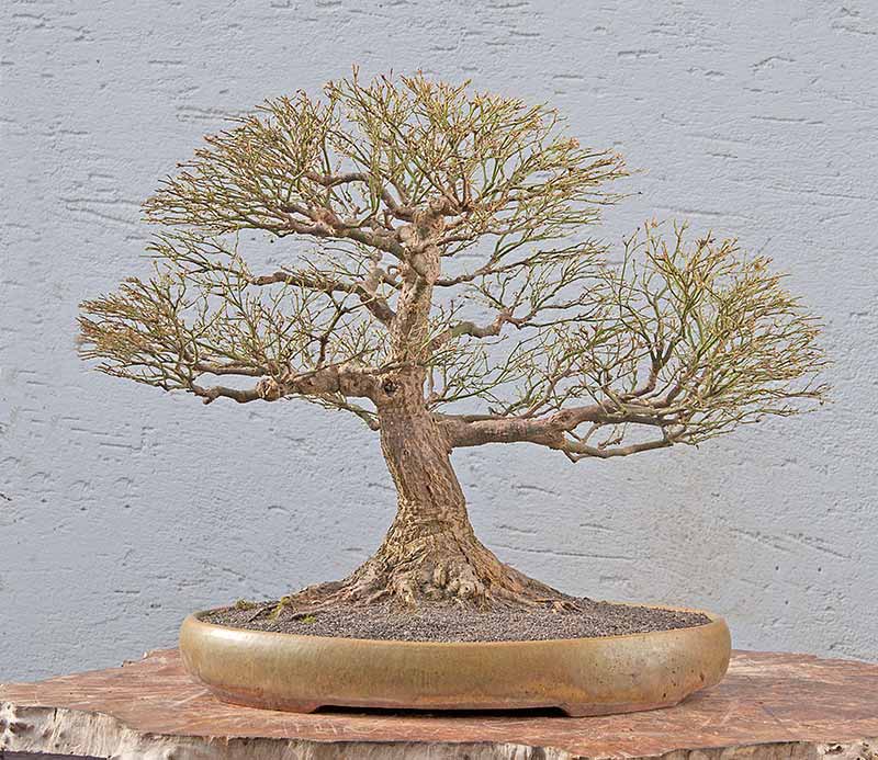 Walter Pall Bonsai Adventures Two Japanese maples in winter