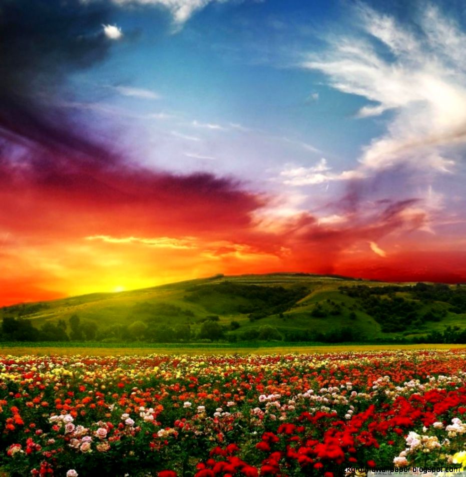 Rose Flower Field Background Hd Wallpapers Hd Wallpapers Rose Flower Field Background Hd Wallpapers Hd Wallpapers