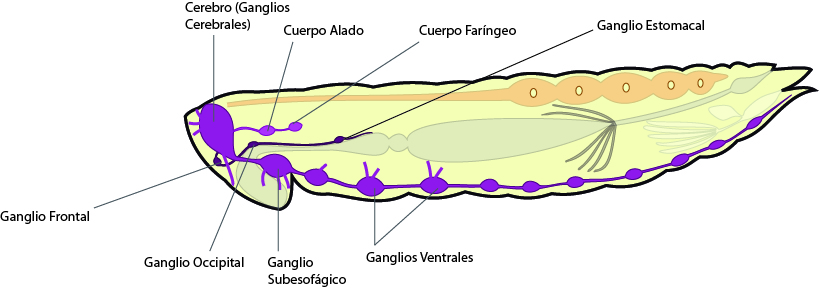 Los insectos parte 3: Estructura, Abdómen   Sistema+nervioso+insecto