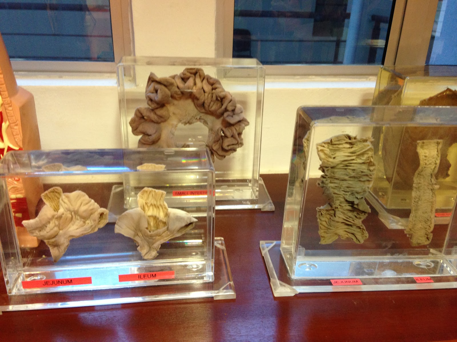 Reese Matthew's Secret Isle UPM Human and Animal Anatomy Museums