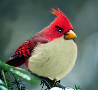 Tokoh Karakter Angry Bird di Dunia Nyata
