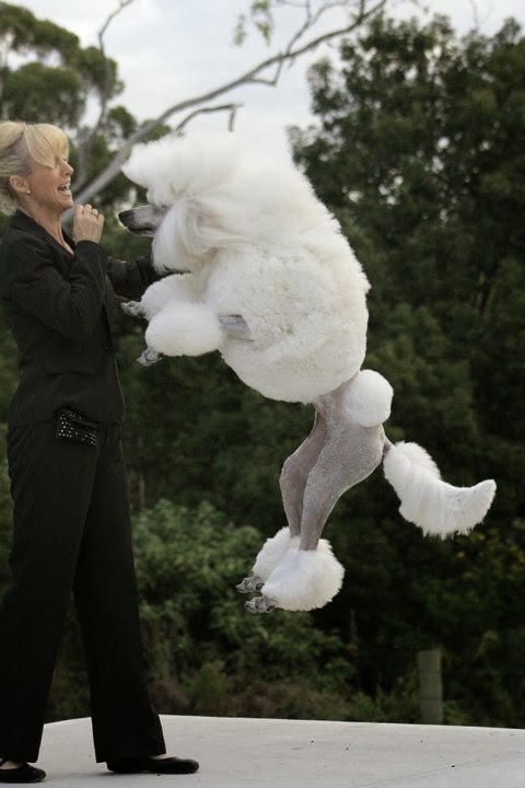 Poodle Club of NSW