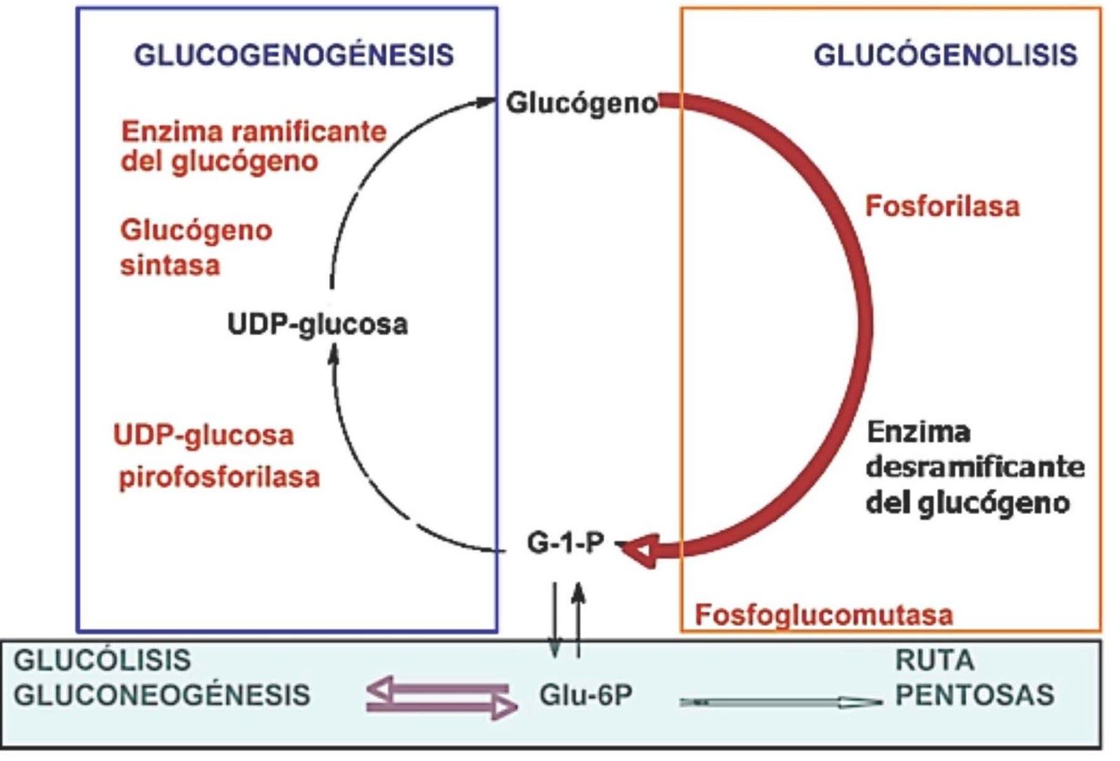 Degradacion De Glucogeno Pdf Free