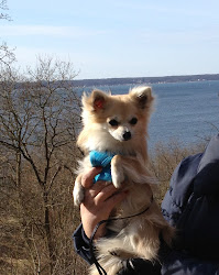 Tito på vår promenad med husse och matte