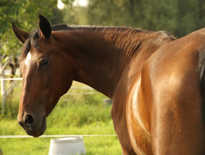 Susafee S Hexenkuche 2011