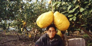 Foto The Guinness Book of World Records jeruk lemon Terbesar di dunia