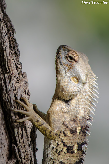 lizards of India