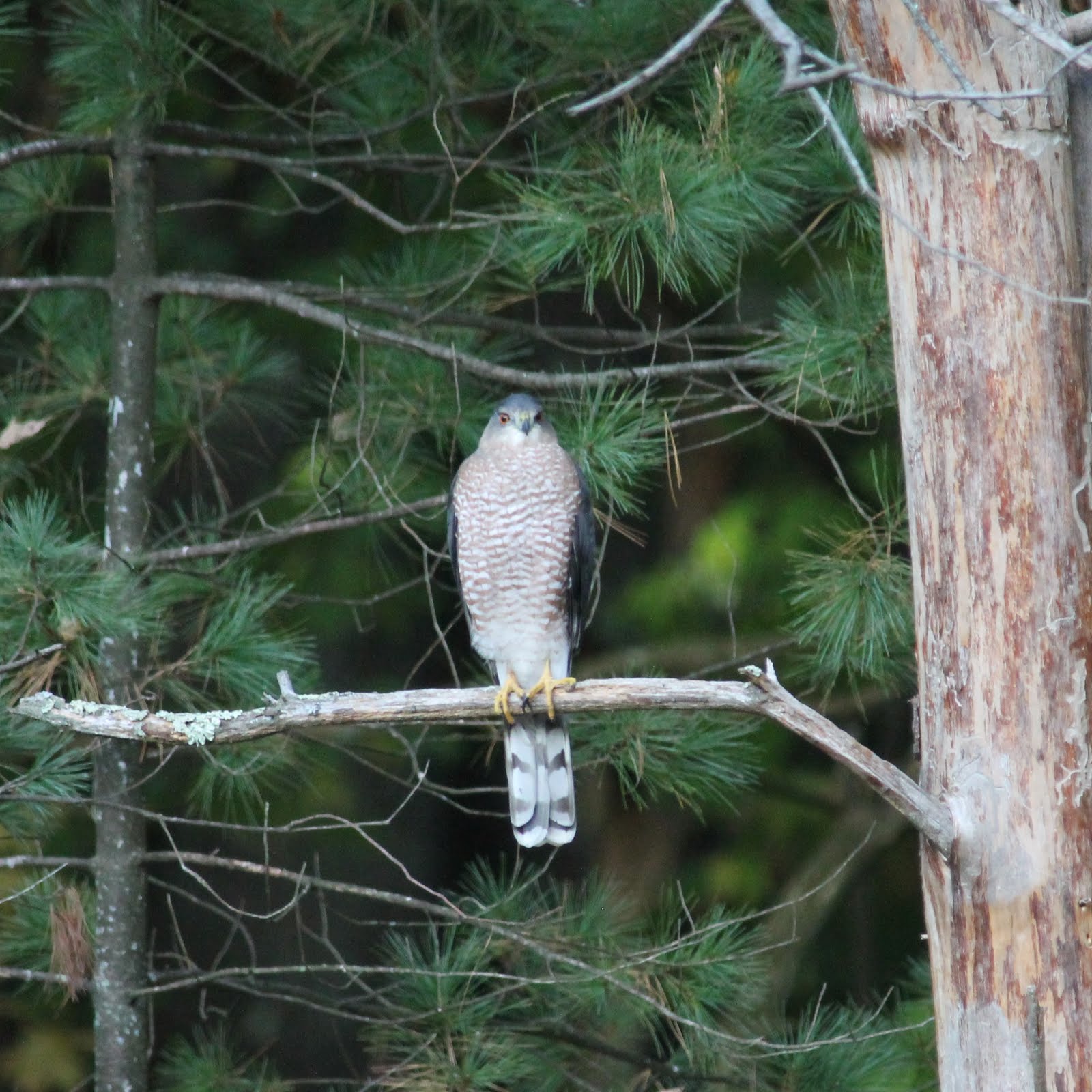 Sharp-shinned Hawk