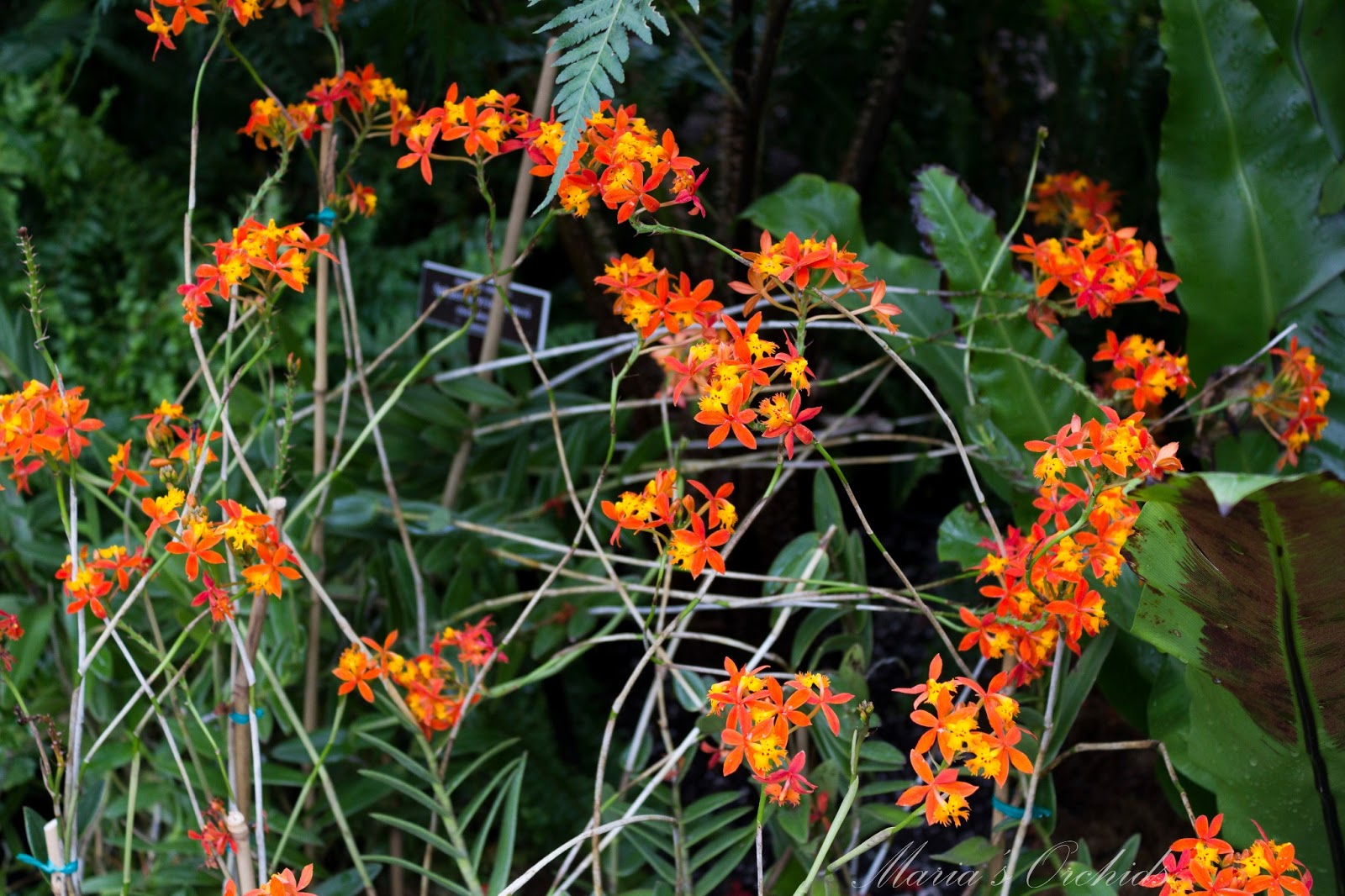 Maria's Orchids New York Orchid Show 2013 Terrestrial Orchids