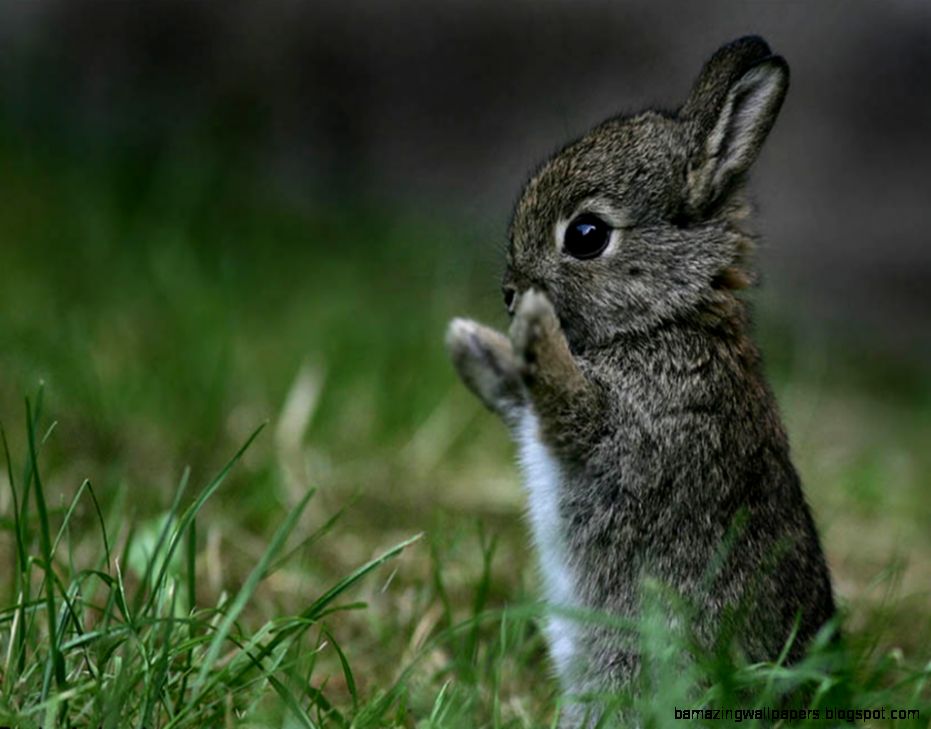 bunny 02 bunny 02