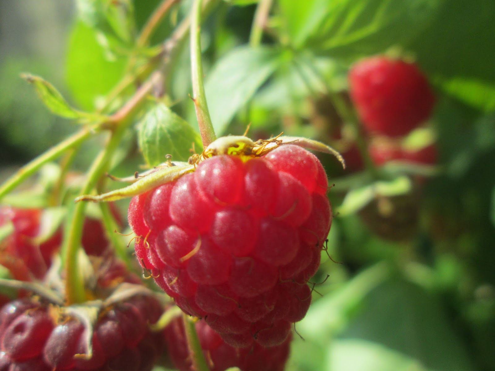 Moja Słowiańska Filozofia | Wiara Przyrodzona Słowian, Poganie, Moja