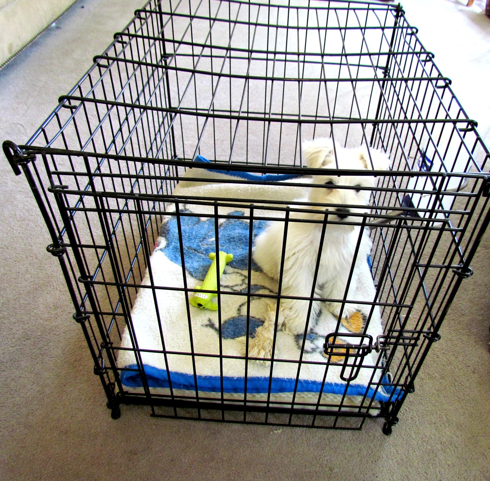 Growing Puppies Virginia Schnoodle Breeder Hypoallergenic Dogs