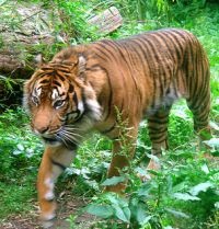Why are Sumatran tigers endangered? | Ecological Problems