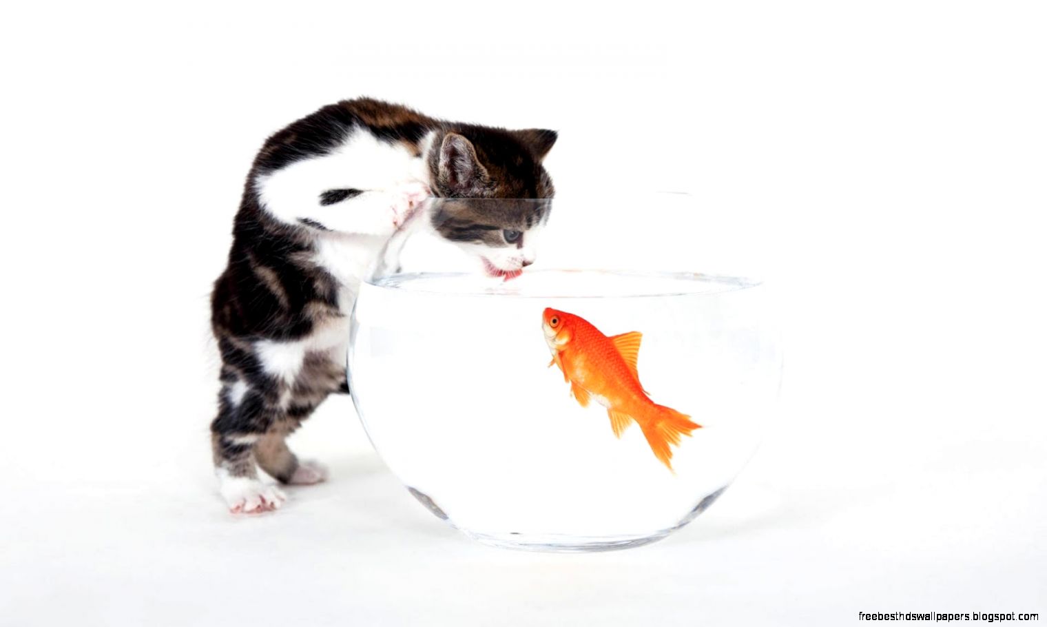 Cats Cat Fish Funny Cute Cats Trying Catch Goldfish Desktop Cats Cat Fish Funny Cute Cats Trying Catch Goldfish Desktop