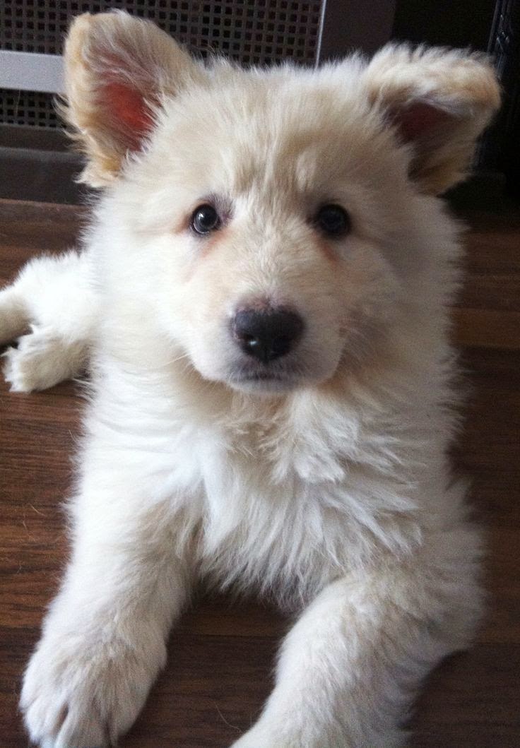  LOOK AT THE FUZZY! White german shepherd puppy