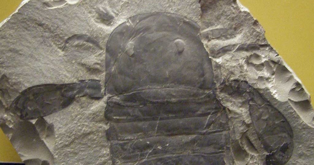 Louisville Fossils and Beyond Eurypterus lacustris Fossil