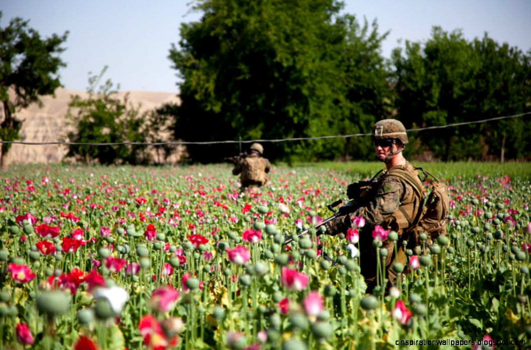 Troops Patrolling Poppy Fields In Afghanistan Photos Troops Patrolling Poppy Fields In Afghanistan Photos